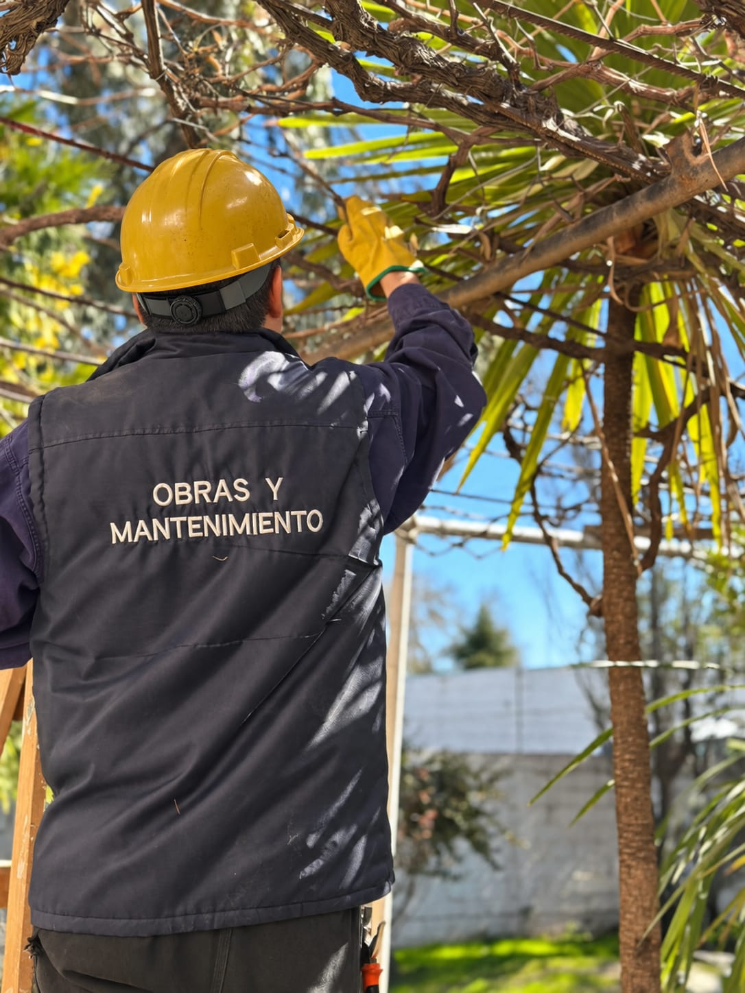 Personal de obras y mantenimiento de Visión 360 realizando poda